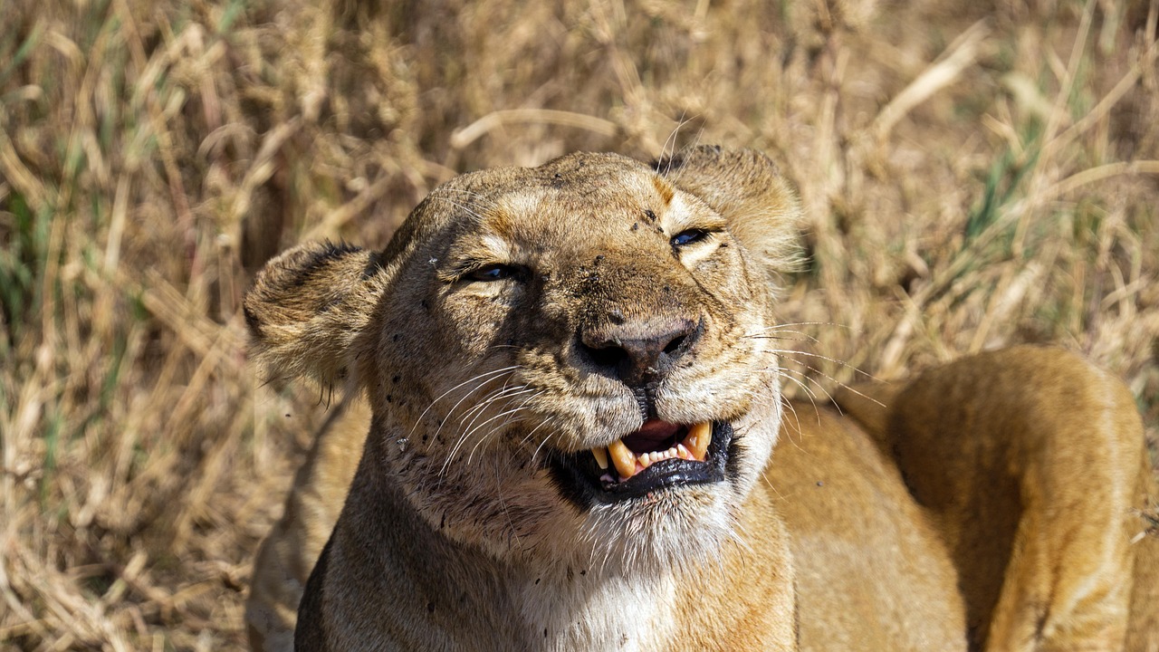 2 day masai mara safari from nairobi